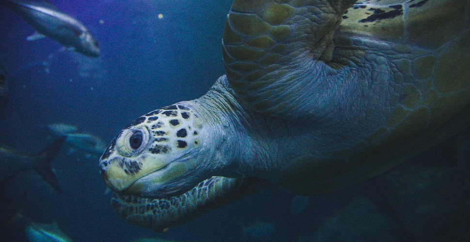 Friday the Green Turtle at the National Marine Aquarium